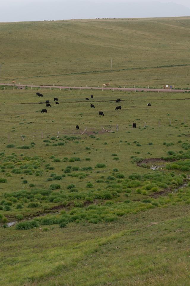 张掖山丹马场——祁连山脚下的大草原