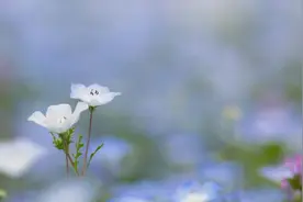 微信上，经常向你发送这三种“微信表情”的女性，多半对你动了情图片