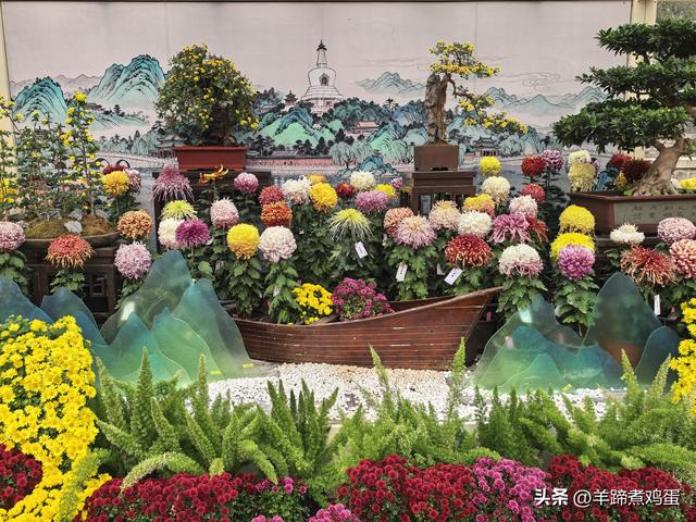 秋风独宠一园菊，晚来香艳出樊篱——北京北海公园2025年菊花展