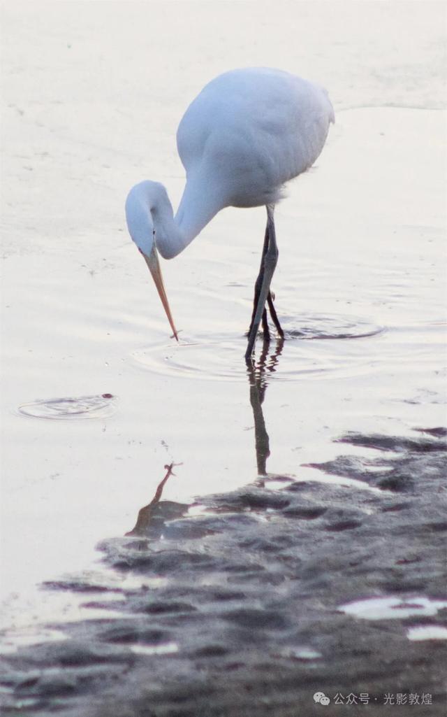 初冬,敦煌党河风情线白鹭翩跹