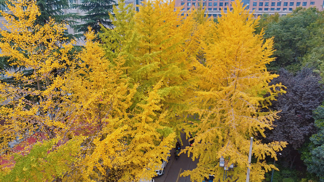 满城尽带“黄金甲” 来高新区邂逅“银杏的幸福时光”