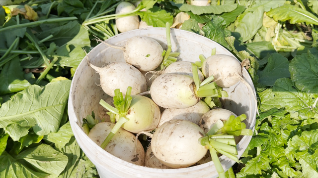 寻味武汉：一站式发掘黄陂宝藏风物，糯米灌肥肠、麦酱与脉地湾