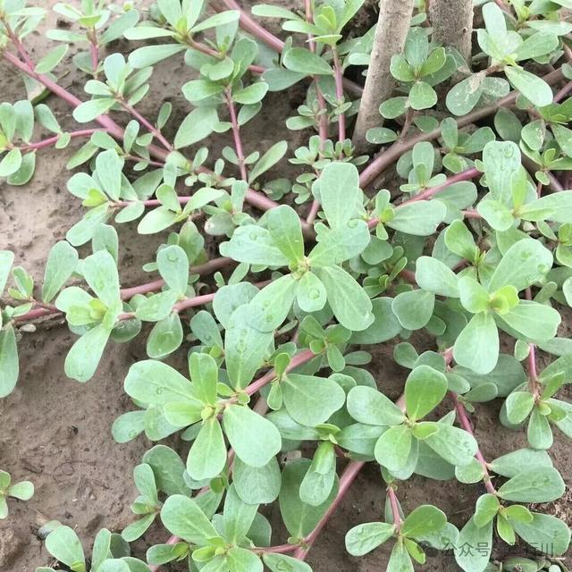 老家鲁西南（72）：马蜂菜坨和韭菜坨