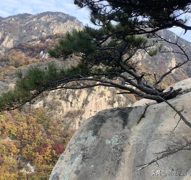 悬崖边松树遭风暴摧残，扭曲成艺术品般姿态，游客纷纷驻足惊叹