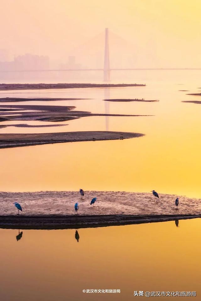 沙漠踏雪，只在武汉，最佳观赏期到了！