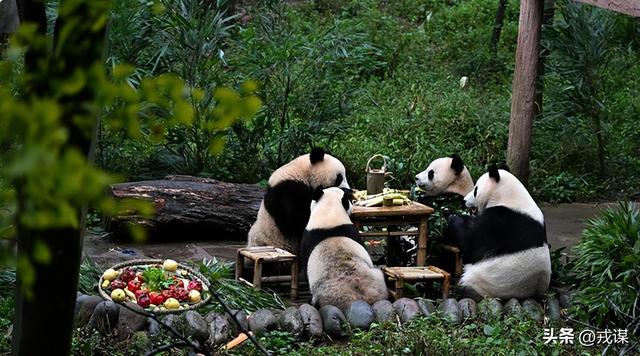 四川凭啥抢北上广风头？外国政要全来，熊猫不是唯一理由！