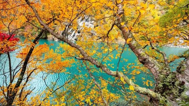 松坪沟的秋天，把油画里的颜色都搬来了吧