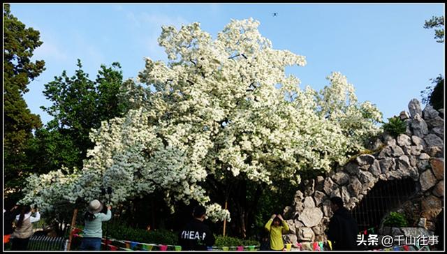 银絮伴轮行：美利达狼8，180公里薛城→济宁戴庄医院流苏探访评测