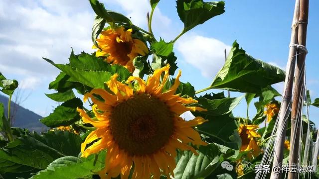 旅居祥云 | 青海湖畔40亩向日葵盛放，等你邂逅！