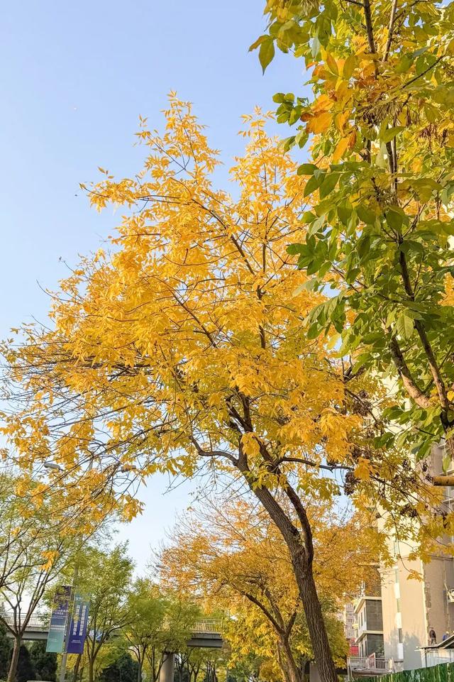 太原市迎泽区：府城漫步｜满城色彩绘就秋日画卷