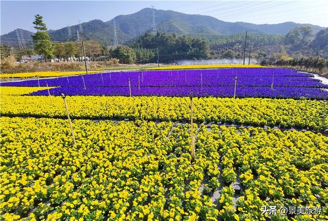 国庆假期，佛山卡玛缤纷花世界举办金秋花会，共赴风花秋月之约