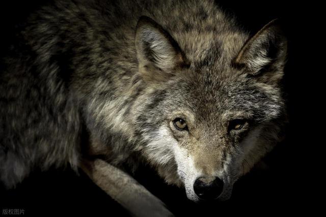 狼王调虎离山，诱导牧民误入狼窝，牧民将计就计，一举消灭狼群