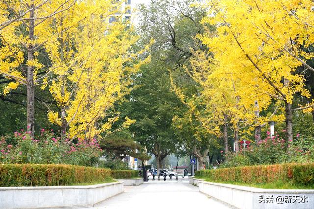 五彩斑斓 叠翠流金 秦州的秋日美极了！