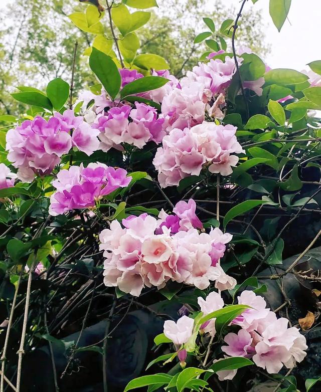 快去拍!柳州的冬天像是倒放的春天