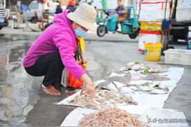 青岛春鲅鱼“失宠”，45一斤买的人太少，老渔民：三大原因真现实图片