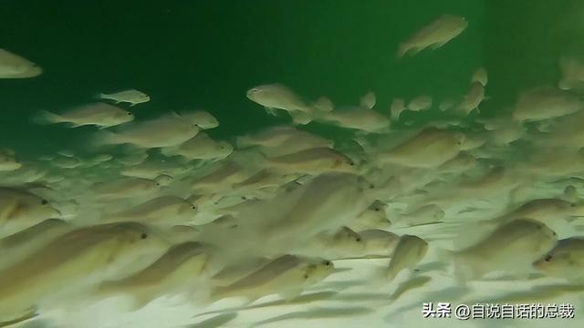 最贵的花胶多少钱一斤 2026年全世界最贵的花胶