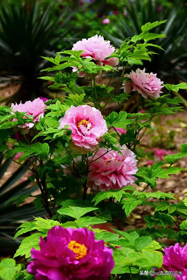 极美洛阳城牡丹迎春吐蕾绽放