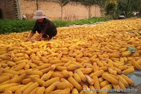 玉米什么时候卖最赚？3个黄金期+避坑指南！教你多赚30%秘诀。图片