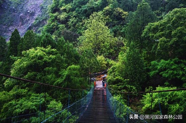 云海翻涌,薄雾缭绕,在黑河山间邂逅“山林仙境”