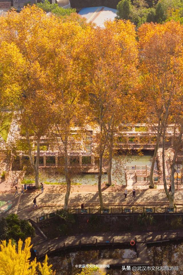 晴晴晴晴晴晴晴晴，东湖彩叶美出新高度！