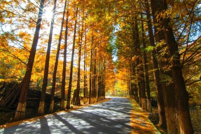 秋假不“宅家”!汉中这4条线路,承包你和孩子的秋日心动~