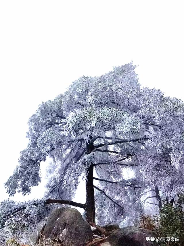 蓝松志