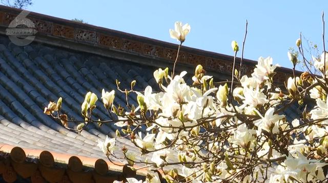 白玉兰绽放、松鼠互动体验,这里有点好玩哦