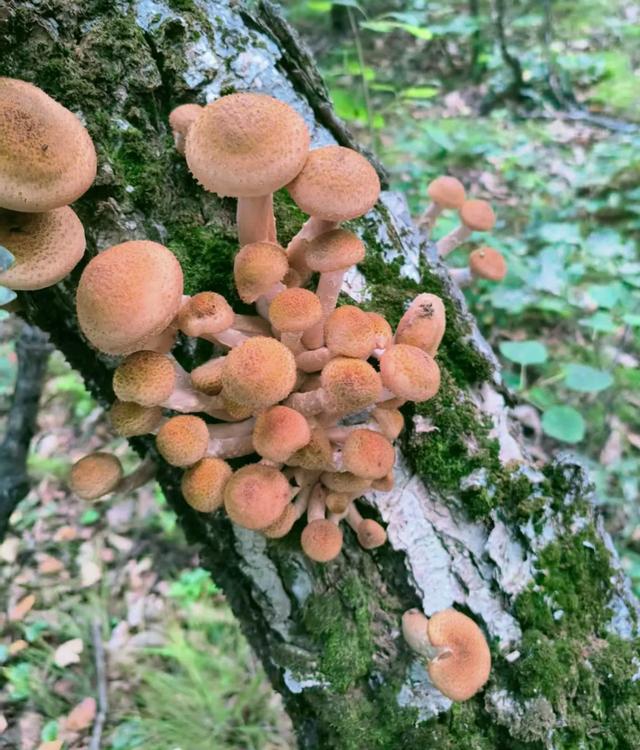 大兴安岭树上的榛蘑