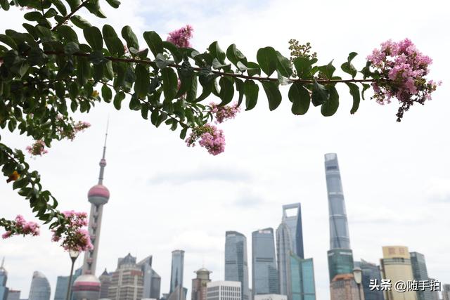 上海外滩观光平台紫薇花盛开，为都市增添一抹亮丽色彩