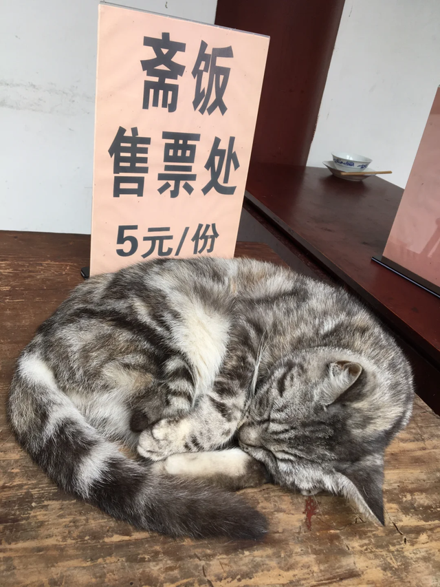 比人民公园巴适！5元素斋管饱、10元茶喝一天，公交直达宝藏古寺