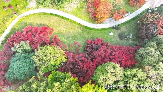 济南植物园藏着秋日顶流!这漫天红叶,正等你赴一场红焰之约