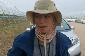 四川女孩在澳洲农场打工的真实生活：每天4点摘草莓，时薪29澳元图片