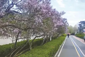 长春丁香花观赏指南图片