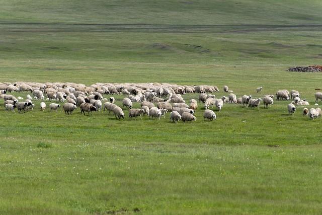 走进天祝：庄浪河畔的藏地风情画卷。