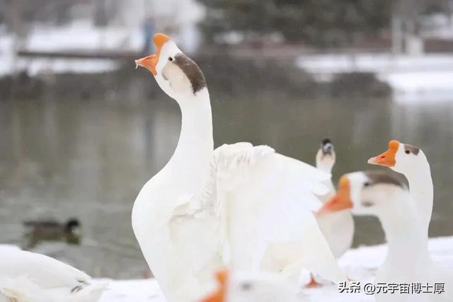 北京下雪后天寒地冻数九寒天大雪小雪冬至又一年注意保暖