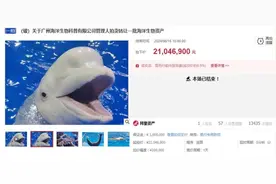 广州一公司26只海洋生物拍卖了2000多万，最值钱的是白鲸，此前昆明有一只评估价37.5万图片