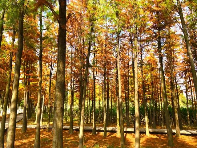 秋色斑斓美如画