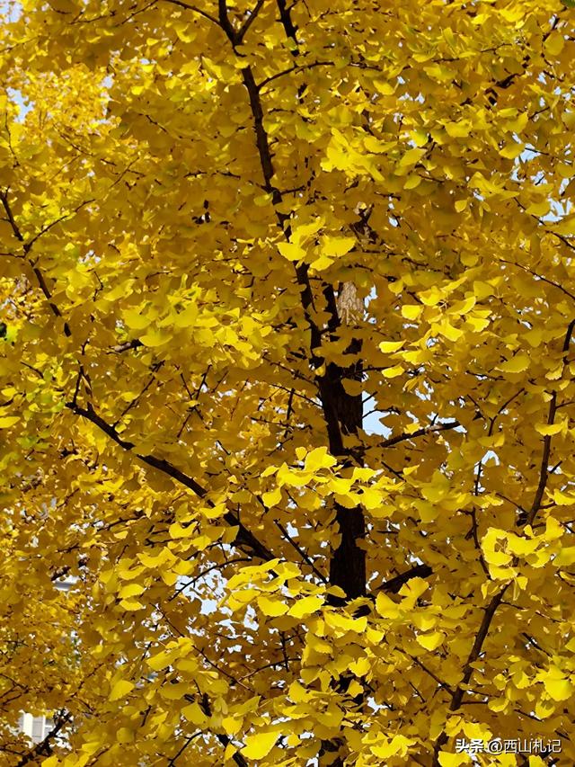 五线小城里的银杏大道，美翻全网的深秋景色原来在这里