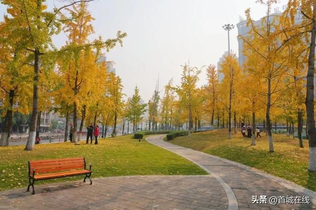 错过等明年！宜宾今年宝藏银杏打卡地合集在这里