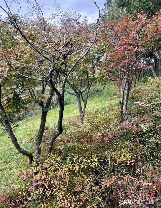 成都双流被低估景区，枫叶惊艳恍若到了川西，不要门票，公交直达