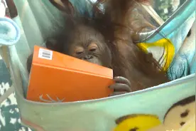 南京红山动物园又玩跨界！红毛猩猩的叫声被创作成1000首诗图片