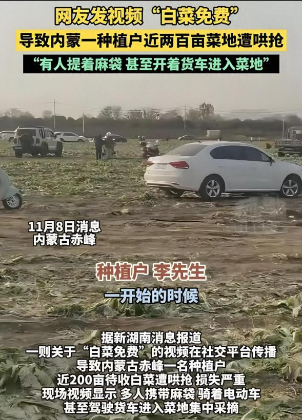 "白菜不要了"成洗劫令？百亩菜地数百人疯抢	，百万血汗钱一夜成空