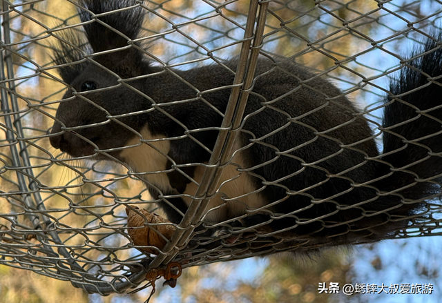 杭州自驾1小时，有个“秋日天花板”，满目金钱松，犹如童话世界