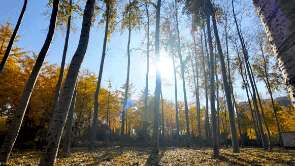 顺义白杨林：把冬日浅金，织进一帧鎏金诗篇里