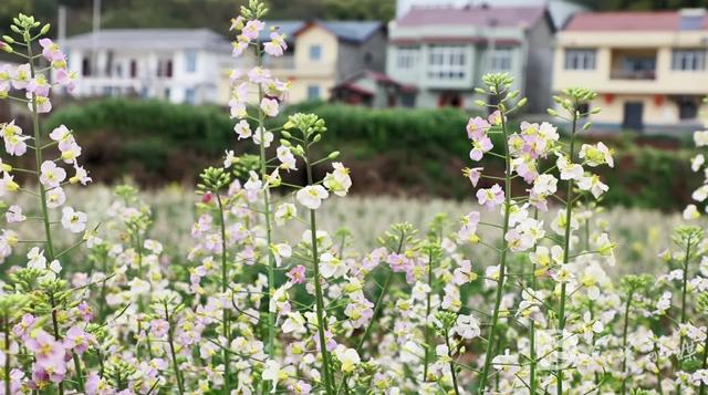 不负春光！东兴染房坝村彩色油菜花等你来打卡