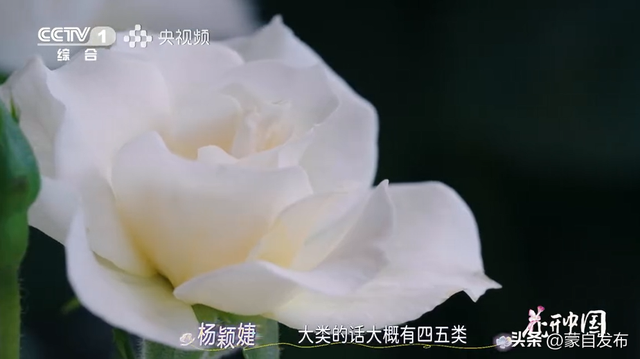 蒙自花开上央视！诚邀晒图，评论区专“宠”鲜花！