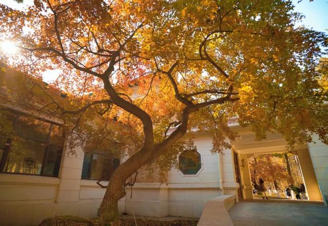 吉视界 | 金叶作毯，树影成画，南湖畔绘就北国之秋