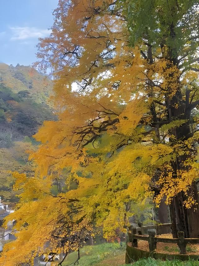 留着打卡！寺庙与千年古杏更配，每一张都是大片！