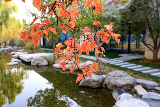 从从容容游刃有余!把江南的秋天“搬进”石景山——