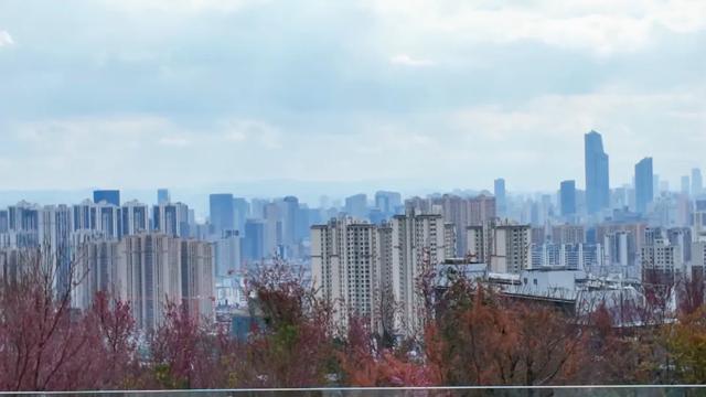 昆明市区冬樱花树下连猪都能自由奔跑的世外桃源